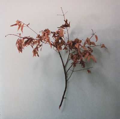 in-motion-copeland